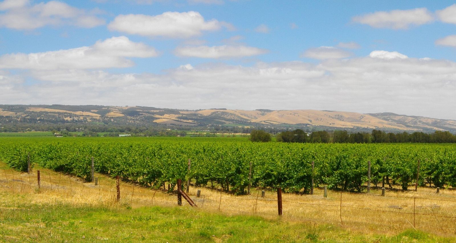 Photo of vineyard rows in the McLaren Vale wine region, with hills behind.